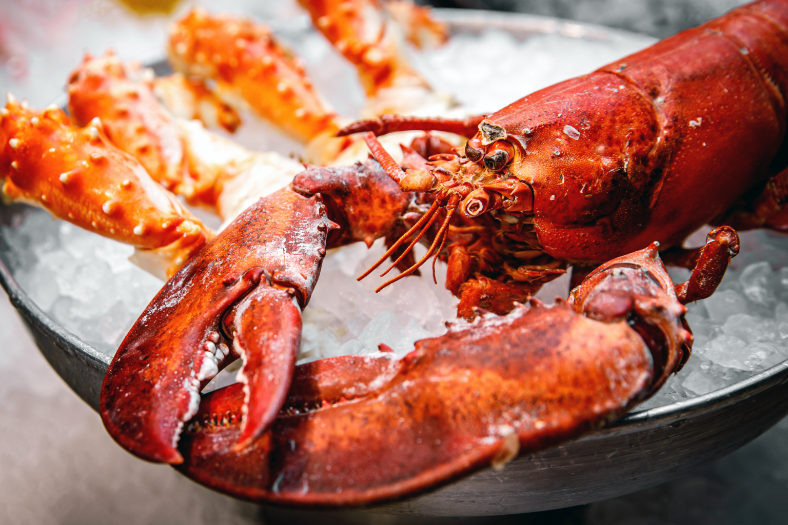 Close up view of lobster claws. • 7evendenHemel